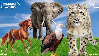 Wild Animal Sounds In Peaceful: Horse, Snow Leopard, Elephant, Eagle | Lovely Animal Moments by Beautiful Nature 213 views 13 days ago 10 minutes, 15 seconds