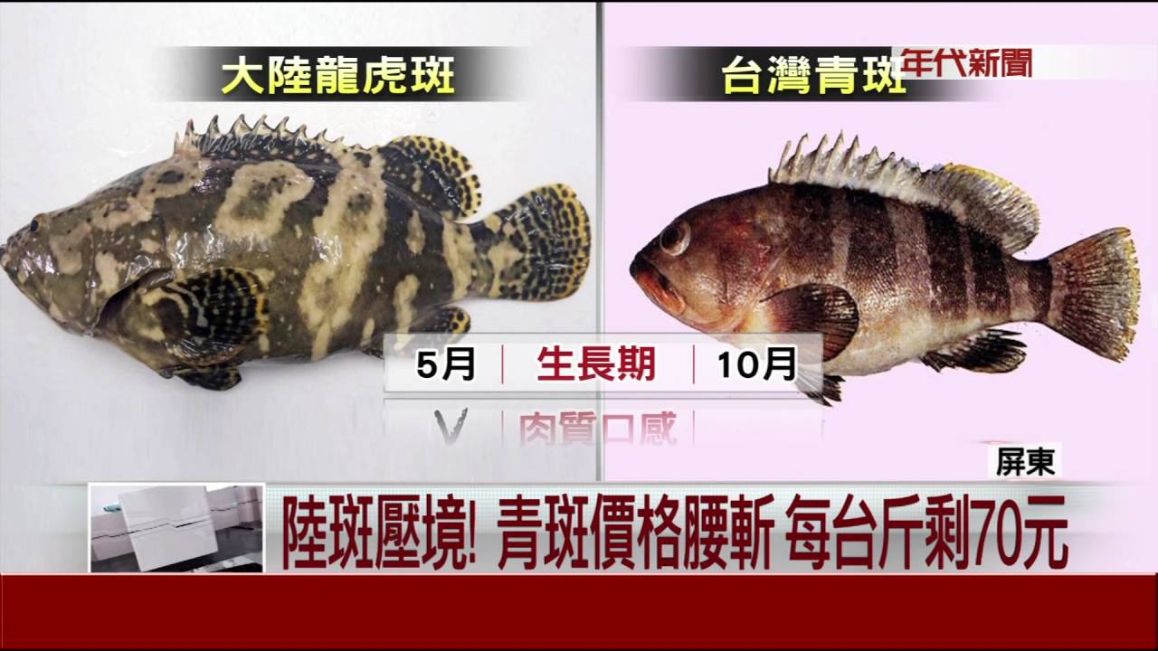 陸斑壓境 青斑價格腰斬每台斤剩70元 Youtube
