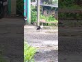 live short video reels #shortvideo #youtubeshorts #hen