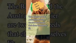 Why Basenjis & Australian Terriers Self Cleaning #shorts #short #viral #shortvideo #ytshorts #video
