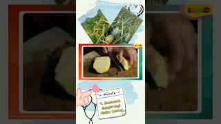 Khasiat Buah Nanas #shorts