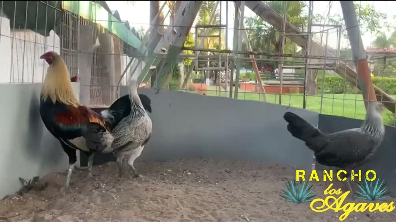 GALLÓ GIROS HATCH y GALLINAS GIRAS HATCH YouTube