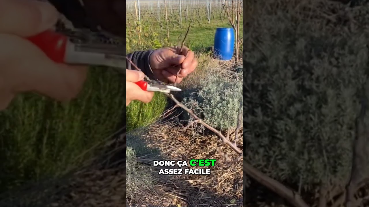 Comment tailler correctement un arbre fruitier pour une meilleure récolte