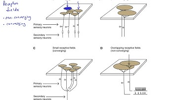 Receptive fields