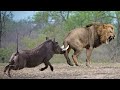 OMG! The God Help Mother Warthog Fights Madly And Knocks Down Lions To Save Her Baby - Wild Pig