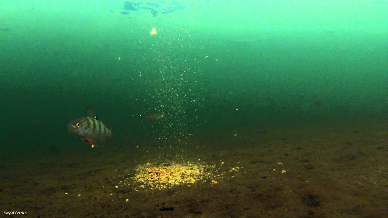 Подводные съемки подо льдом, Прикормка и рыба