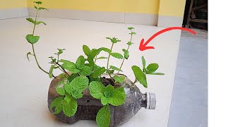 Every woman should know this recycling tip, Idea to grow mint from discarded plastic bottles