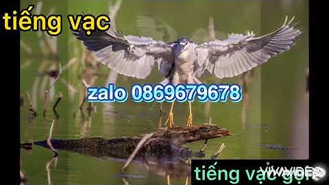 tiếng vạc gáy vạc kêu đánh tháng 8 năm 2021 cho ae đây