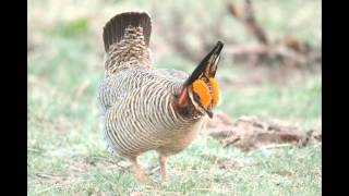Threatened Lesser Prairie Chickens Final Version