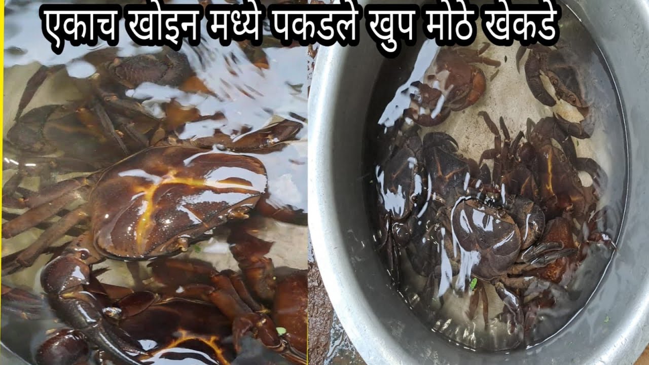 एकाच खोइन मध्ये खुप मोठे खेकडे amazing crab trap crab cathing in