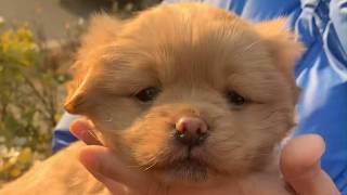 A Stray Mother Dog Brought Her Puppy to Humans… and Walked Away