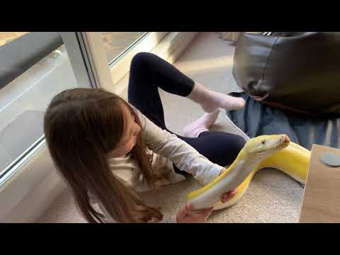Burping 16ft Reticulated Python.
