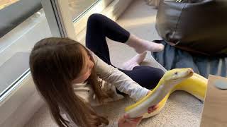 Burping 16ft Reticulated Python.