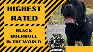 Highest Rated Black Boerboel in the world