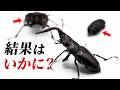 【激レア】雌雄モザイクのノコギリクワガタにオスとメスをそれぞれ近づけた結果...