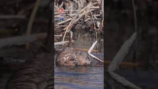 Watch A Hungry Muskrat Feast On A Cattail Root!