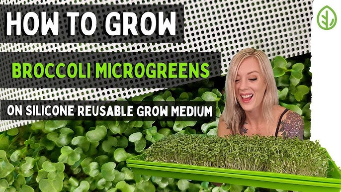 How to Grow Cress Microgreens Fast and Easy 