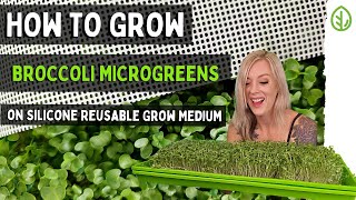 How to Grow Broccoli Microgreens on Silicone Reusable Grow Medium | Soilless Growing | Hydroponics