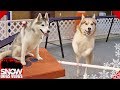 Huskies Do Agility Practice and Oakley Goes Crazy