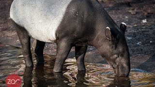Kleine Tapir Op Komst