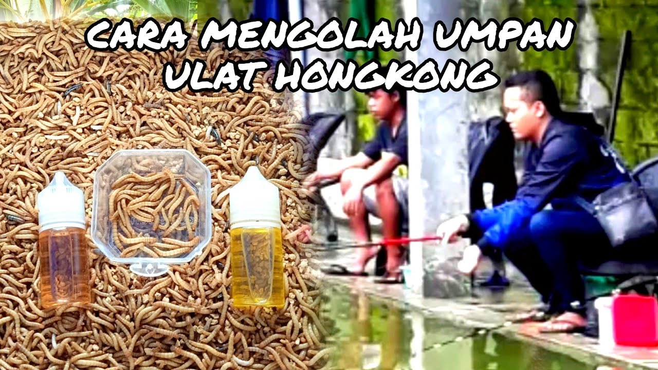 Kunci Utama Meracik Umpan Media Ulat Hongkong Yang Benar Untuk Umpan Bawal Dan Lele