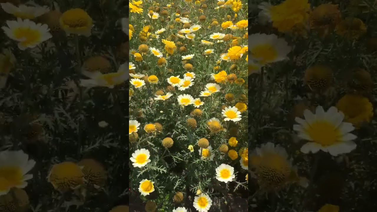 “Love is the flower you've got to let grow.” .. #arijitsingh #ytshort #nature #flowers #shorts#vlog
