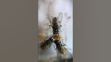 Flies Macro | How they eat? 😳😳 #macrovideo #macrophotography #flies #macrolens #macrovideography