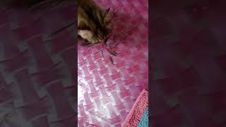 Lala Makan Rumputbuluh Perinduubat Kucing Ni