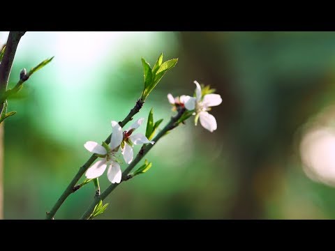 Vídeo: Variedades de Amendoeiras - Aprenda Sobre Diferentes Amendoeiras Para Jardins