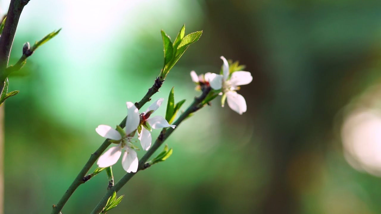 Quando A Amendoeira Dá Fruto?