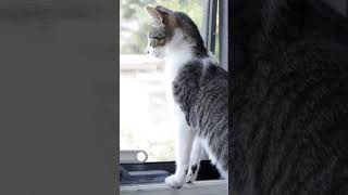 The KITi Virtual Cat Assistant #Shorts
Forget Google Home and Amazon Echo, introducing the real innovation in feline virtual assistants, the KITi.
Watch the full Original Video: https://youtu.be/aIFOp-fwMdg
Copyright FUNKY TIME PRODUCTIONS 2023 The KITi Virtual Cat Assistant #Shorts