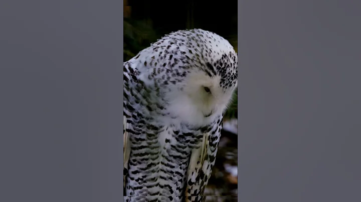 Dangerous Owl Sound | owl #shorts