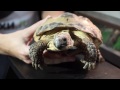 Среднеазиатская черепаха. Секреты содержания в домашних условиях