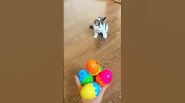 Cat Barsik 🎈🐱💥Cube Reverse video #MarbleRunandMore #satisfyingvideo #reversevideo #asmr #reverse