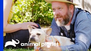 Cameraman Can't Resist Adopting This Adorable Frenchie! | Amanda To The Rescue