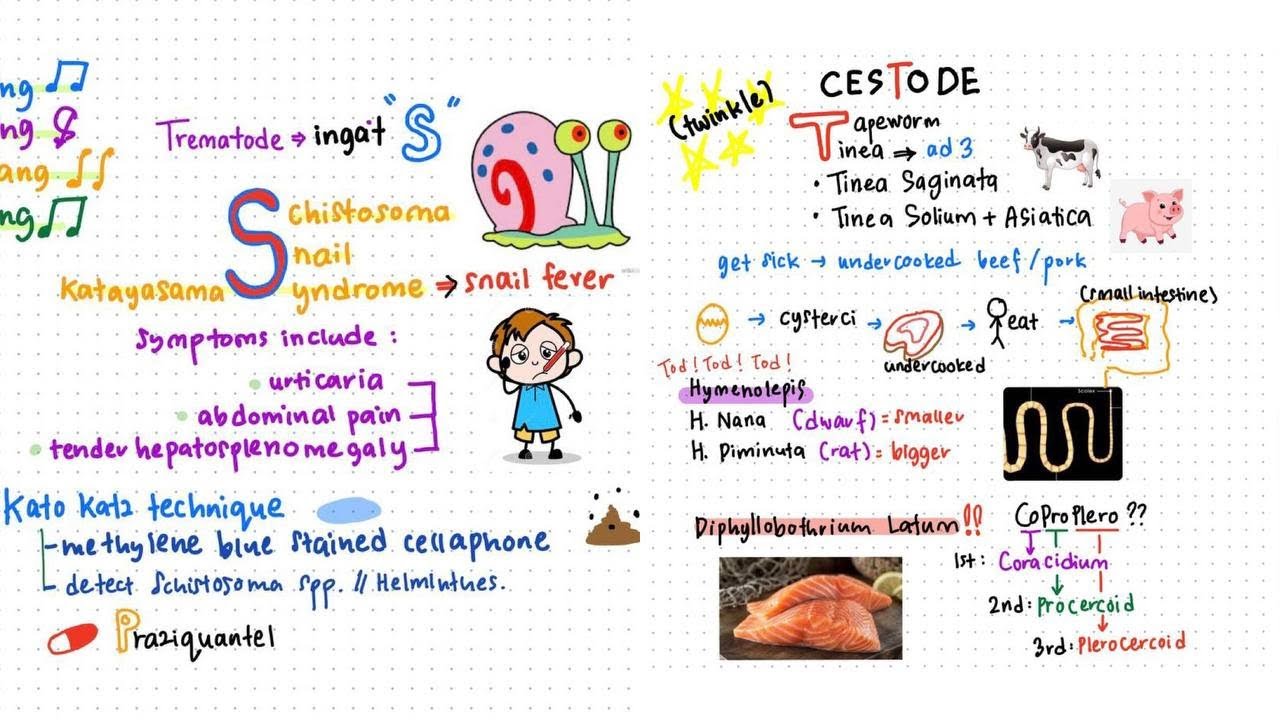 Cestode & Trematode Song | Parasitology (Part 1)