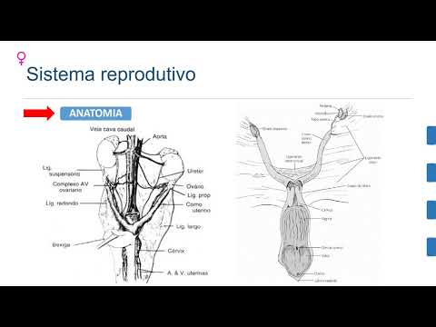 Piometra - Solimar