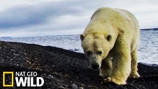 Un ours polaire attaque une caméra