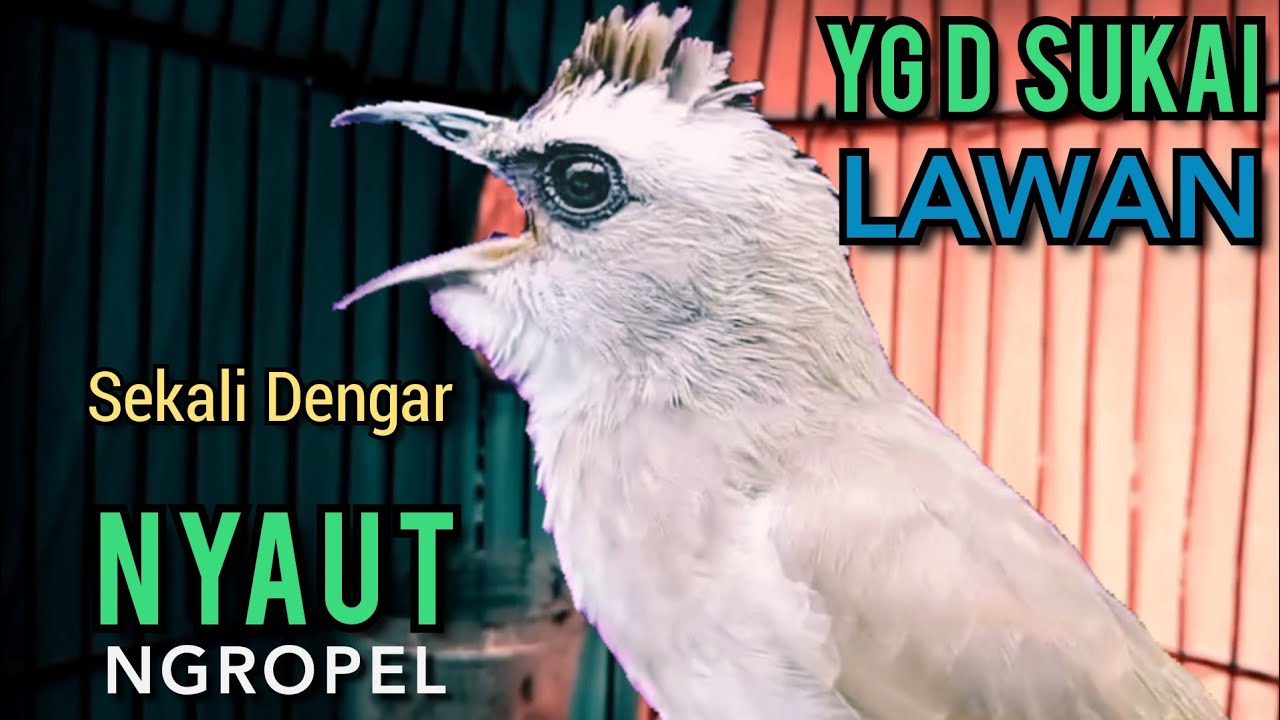 Trucukan Ombyokan trucuk Bahan PAUT BISU PASTI BUNYI PUTARKAN PANCINGAN INI PASTI NYAUT NGROPEL ‼️