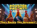 Beauty Contest in the World of Gamecocks – Contestants Take the Internet by Storm