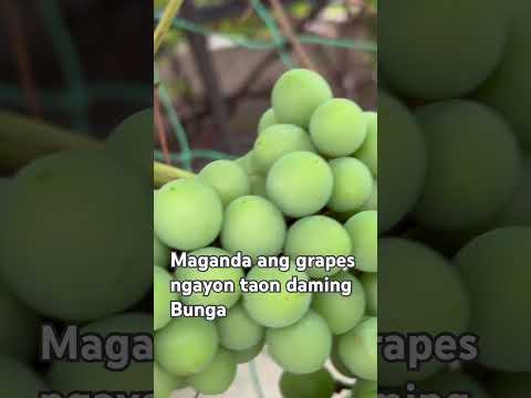 GREEN GRAPES OF MY NEIGHBORHOOD #stc