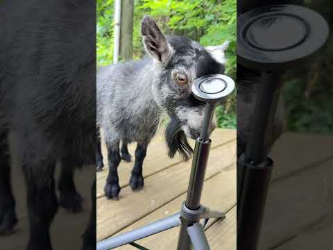 Every time I try to use a tripod #goat #funny #animals #farmlife