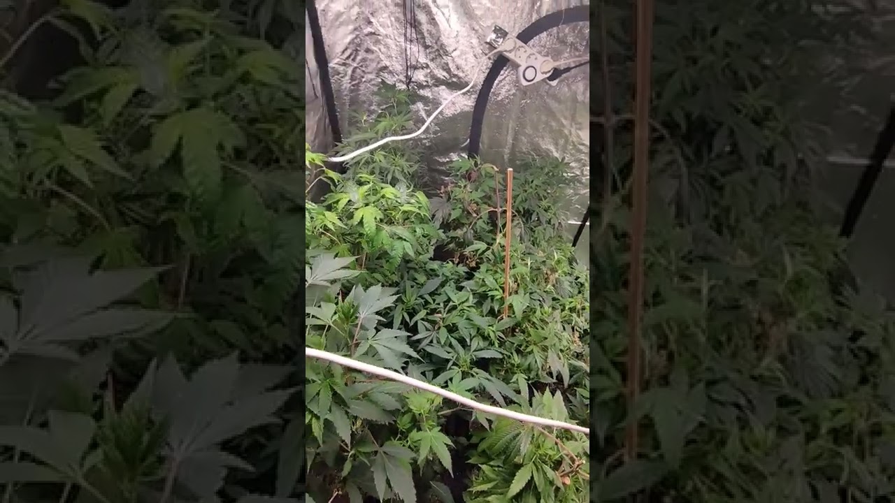 Wegownik odmian na selekcję  @GrowTheJungle The Eagle Nemesis 1000watt 