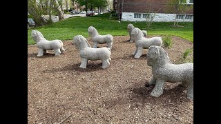 Explore U City: A Walk Through Ackert Park