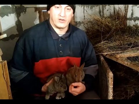 Почему кролики плохо размножаются?