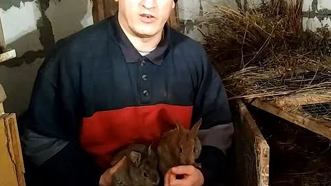 Почему кролики плохо размножаются?