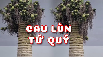 Cây Cau lùn hương Tứ Quý trái dài xuất khẩu | 0386569374 - Ngọc Ngân Bến Tre | Chuyên cây độc lạ