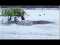 Fifty Foot Crocodile Spotted In The Congo The Mahamba The Congo S Forgotten Cryptid Fifty Foot Crocodile Spotted In The Congo The Mahamba The Congo S Forgotten Cryptid