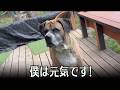 いつものロイおじ帰ってきた！