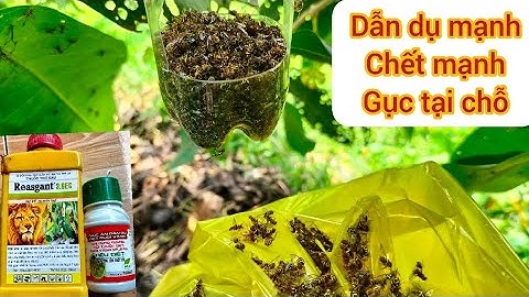 Cận cảnh thuốc dẫn dụ ruồi vàng chết mạnh nhất năm 2022.